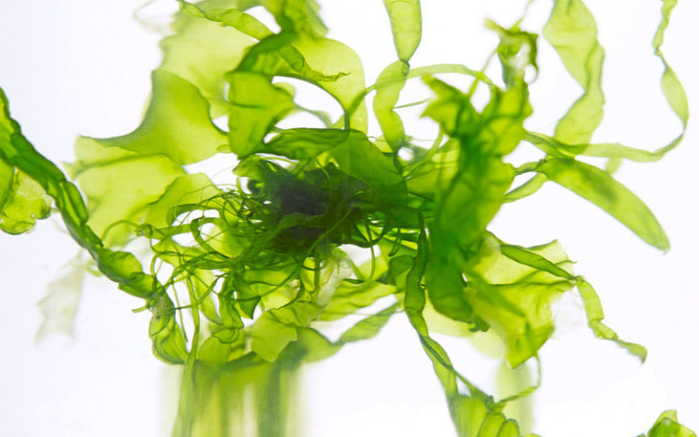 What’s the deal with seaweed?